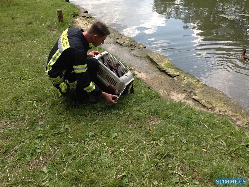 Feuerwehr rettet Entenfamilie | 02.07.