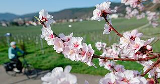 Im M&auml;rz lockte das Wetter bereits zu vielen Aktivit&auml;ten ins Freie. (Archivbild)