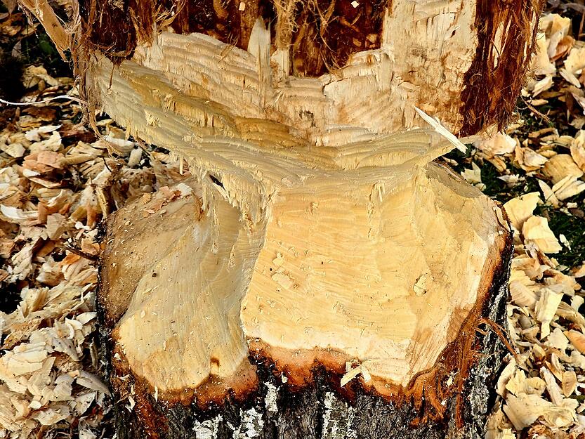 Die Tiere haben sich tief in den Baum genagt.