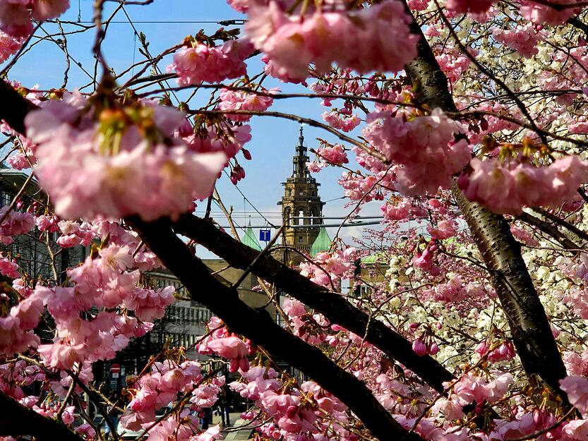 Fr&uuml;hlingshafter Ausblick auf ein Heilbronner Wahrzeichen: die pink bl&uuml;henden Kirschbl&uuml;ten umrahmen den Turm der Kilianskirche.