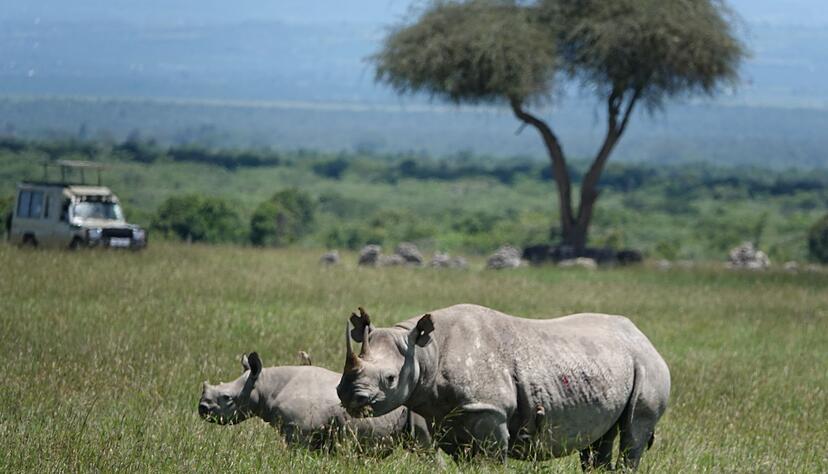 Die positiven Entwicklungen im Tierschutz sind sehr fragil, warnt die Internationale Union f&uuml;r Naturschutz. (Archivbild)