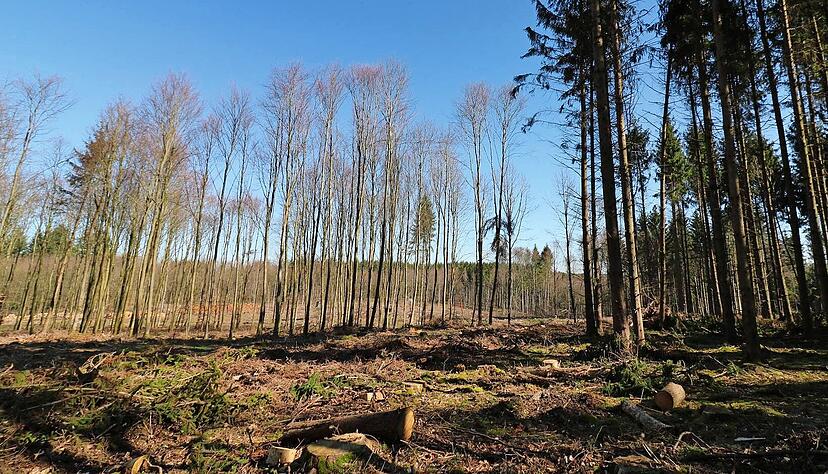 Verheerendes Bild: Wie auf dieser Kahlfl&auml;che bei Oberkessach sah es im vergangenen Jahr vielerorts aus. Doch auch 2021 zeigen sich Waldsch&auml;den. Foto: Archiv/privat