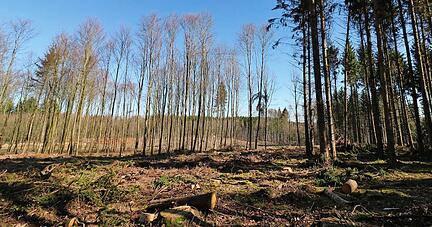 Verheerendes Bild: Wie auf dieser Kahlfl&auml;che bei Oberkessach sah es im vergangenen Jahr vielerorts aus. Doch auch 2021 zeigen sich Waldsch&auml;den.
Foto: Archiv/privat