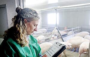 Für viele Bauern lohnt sich die Schweinemast finanziell nicht mehr. Für viele Bauern lohnt sich die Schweinemast finanziell nicht mehr.