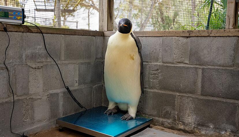 Gus wurde regelmäßig gewogen, um seine Fortschritte zu überprüfen - und nahm 3,5 Kilo zu (Handout). Gus wurde regelmäßig gewogen, um seine Fortschritte zu überprüfen - und nahm 3,5 Kilo zu (Handout).