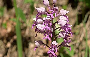 Die Wiesen beherbergen Orchideen wie das Helmknabenkraut. Die Wiesen beherbergen Orchideen wie das Helmknabenkraut.