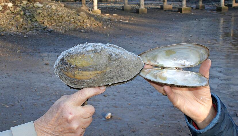 Beeindruckende Funde im Schlamm des Trappensees: Zwei Rentnerinnen zeigen große Teichmuscheln, die hier aus dem Boden ragen. Manche haben Muschelfleisch im Innern, andere nicht. Die geschützten Exemplare werden bis zu 30 Jahre alt.
Fotos: Friese