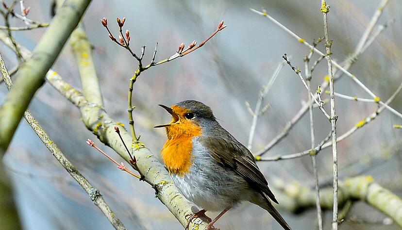 Rotkehlchen zwitschern noch vor dem Morgengrauen. (Archivbild)