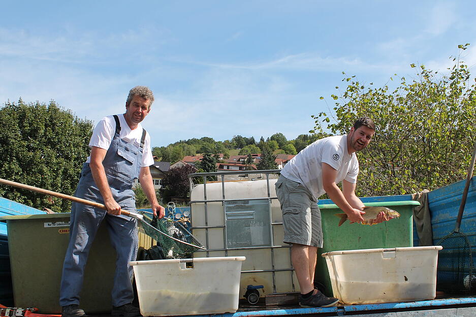 27. August 2015. Freiwillige vom Fischereiverein Künzelsau verladen die geretteten Fische zum Abtransport. Dann werden die Tiere an den Kocher gefahren und dort wieder ausgesetzt.