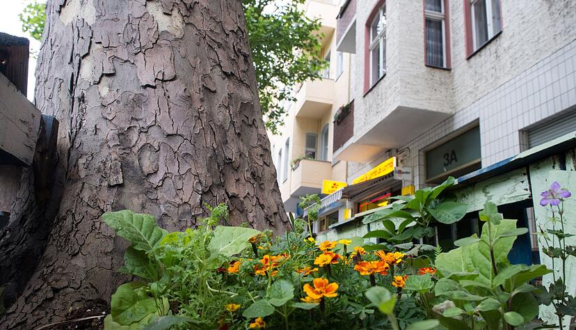 In&nbsp;Gro&szlig;st&auml;dten sieht man h&auml;ufig kleine Beete mit h&uuml;bschen Blumen um die Stra&szlig;enb&auml;ume herum.