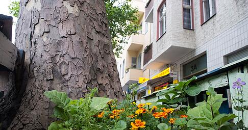 In&nbsp;Gro&szlig;st&auml;dten sieht man h&auml;ufig kleine Beete mit h&uuml;bschen Blumen um die Stra&szlig;enb&auml;ume herum.