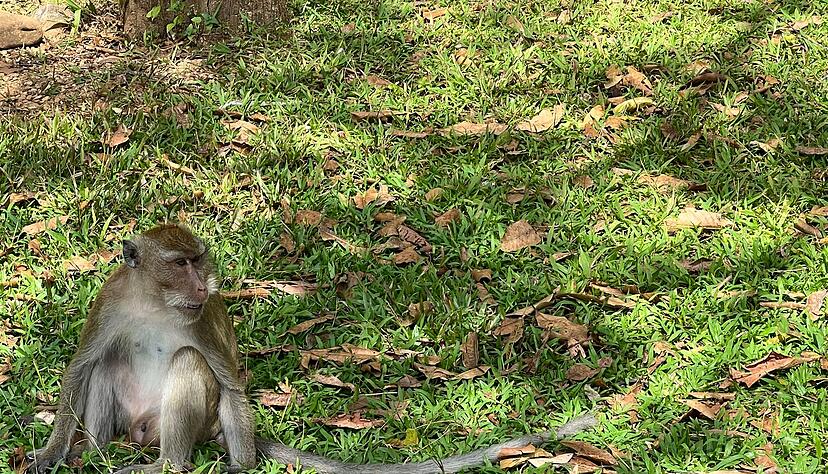 Thailändische Behörden haben Dutzende Affen befreit. (Archivbild) Thailändische Behörden haben Dutzende Affen befreit. (Archivbild)