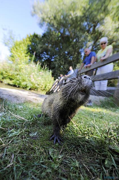 Nutria-Familie im Heilbronner Wertwiesenpark Nutria-Familie im Heilbronner Wertwiesenpark