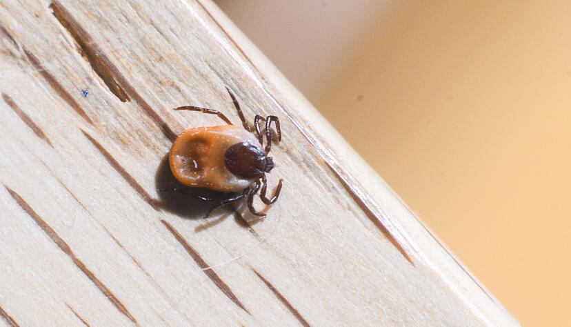 In diesem Jahr sind Zecken ungew&ouml;hnlich fr&uuml;h und auch in gro&szlig;er Zahl unterwegs. (Archivfoto)