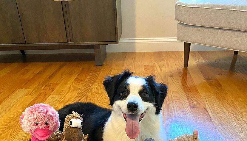 Die sieben Jahre alte American Shepherd-Hündin kannte bereits vor dem Versuch viele Spielzeuge. Die sieben Jahre alte American Shepherd-Hündin kannte bereits vor dem Versuch viele Spielzeuge.