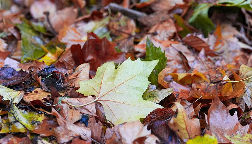 Der &laquo;Goldene Herbst&raquo; kam kaum zum Vorschein - die Sonne schien deutlich zu wenig.
