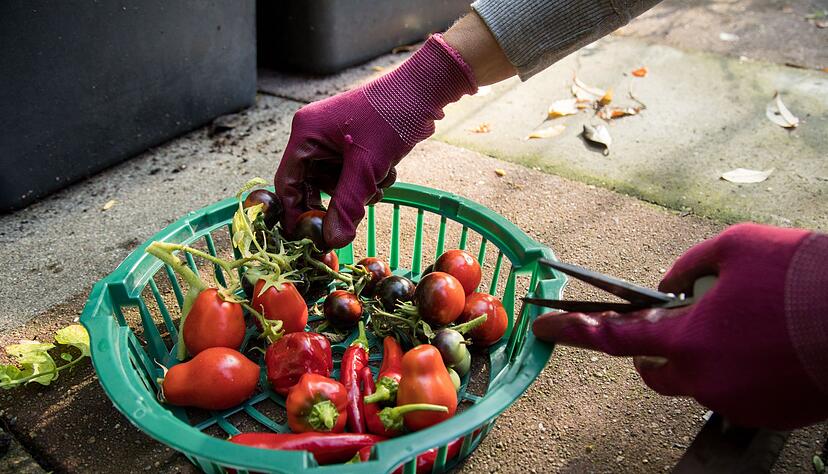 Im Erntegl&uuml;ck: Gut gepflegte Pflanzen liefern frisches Gem&uuml;se direkt aus dem Garten.