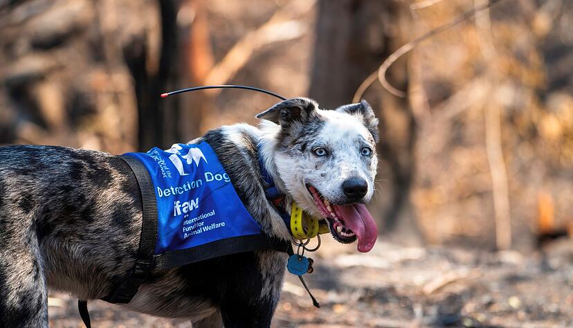 Bear wurde mit seiner feinen Nase im &laquo;Schwarzen Sommer&raquo; weltber&uuml;hmt. (Archivbild)