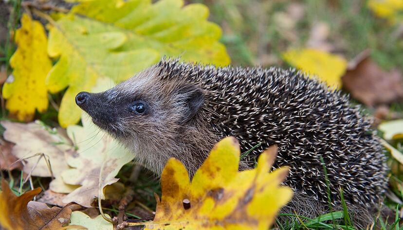 Schon Fr&uuml;hling? Weil es so warm war, wurden manche Winterschl&auml;fer vorzeitig wach. (Symbolbild)