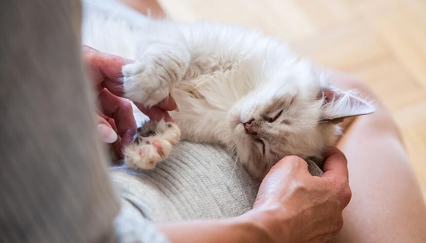 Mit etwas Geduld, ein paar Anpassungen und viel Zuwendung können blinde Katzen ein ebenso erfülltes Leben führen wie ihre sehenden Artgenossen. Mit etwas Geduld, ein paar Anpassungen und viel Zuwendung können blinde Katzen ein ebenso erfülltes Leben führen wie ihre sehenden Artgenossen.