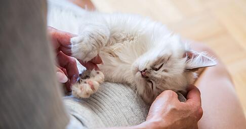 Mit etwas Geduld, ein paar Anpassungen und viel Zuwendung können blinde Katzen ein ebenso erfülltes Leben führen wie ihre sehenden Artgenossen. Mit etwas Geduld, ein paar Anpassungen und viel Zuwendung können blinde Katzen ein ebenso erfülltes Leben führen wie ihre sehenden Artgenossen.