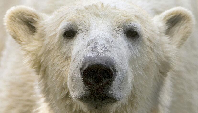 Bei Eisbär Knut spielten die Besucher und Medien des Berliner Zoos lange verrückt. (Archivbild)