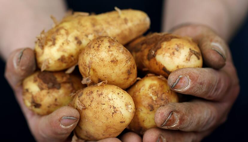 Mit oder ohne Schale: Die zarte H&uuml;lle kann bei frischen Knollen gerne mitgegessen werden.