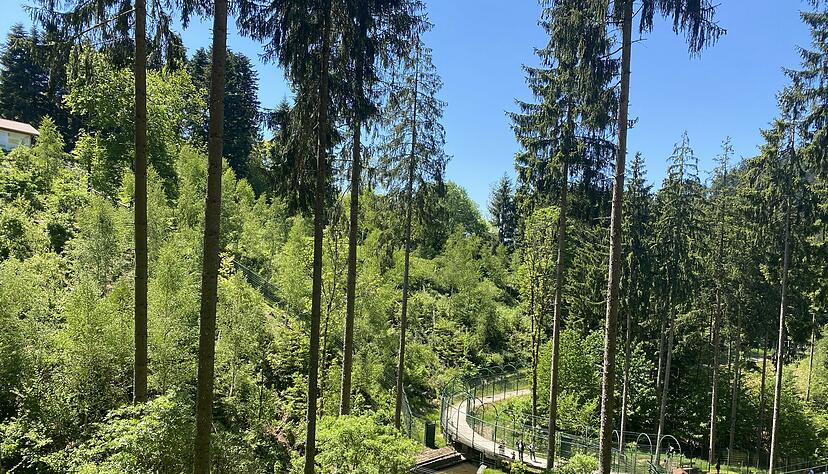 Wer ganz genau schaut, sieht auf den Felsen zwei Wölfe in der Sonne schlummern. Die Tiere entscheiden selbst, ob sie sich zeigen oder zwischen den Bäumen und im Dickicht verstecken. Foto: Stefanie Sapara