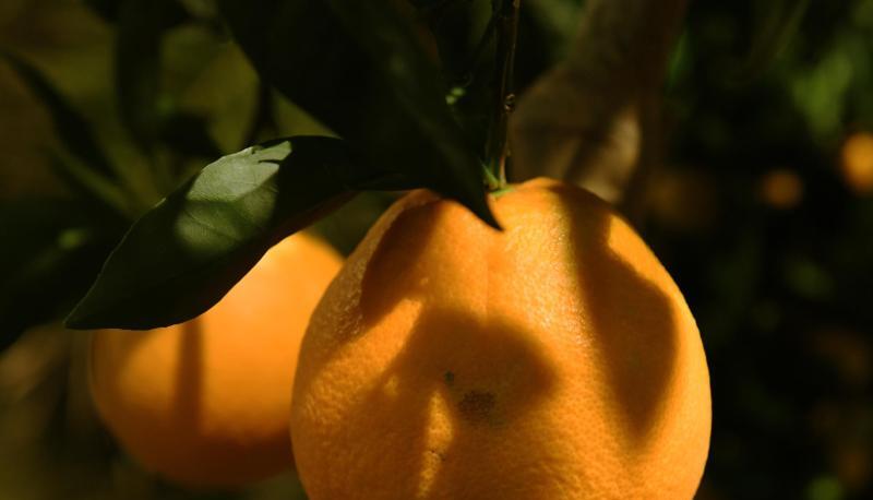 Orangenb&auml;ume (hier: Citrus calamondin) lieben die W&auml;rme. Daher brauchen sie in unserem Winter besonderen Schutz.