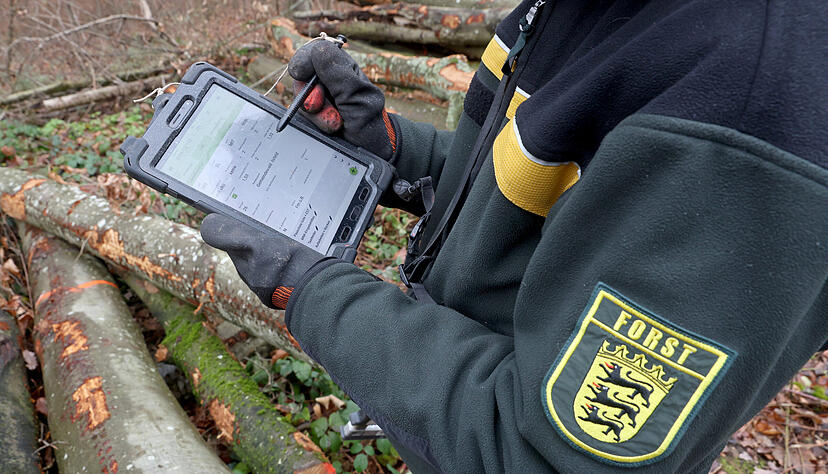 Försterin Maike Muth stellt im Wald von Ilsfeld Brennholz bereit. Försterin Maike Muth stellt im Wald von Ilsfeld Brennholz bereit.