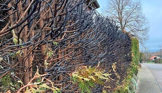 Der Brand in Eppingen-M&uuml;hlbach hat auch Schaden an der danebenliegenden Hecke angerichtet.