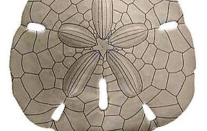 Seeigel „Sanddollar“ ist Vorbild aus der Natur für die Architektur eines Buga-Pavillons.
