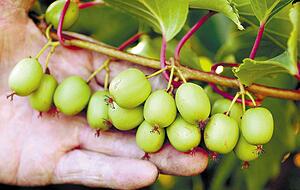 Mini-Kiwis gefällt das milde Weinbauklima, wie es auch Kochersteinsfeld herrscht. Foto: Archiv Mini-Kiwis gefällt das milde Weinbauklima, wie es auch Kochersteinsfeld herrscht. Foto: Archiv