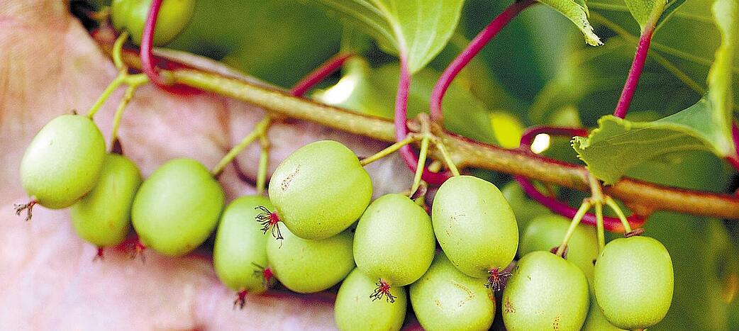 Mini-Kiwis gefällt das milde Weinbauklima, wie es auch Kochersteinsfeld herrscht. Foto: Archiv Mini-Kiwis gefällt das milde Weinbauklima, wie es auch Kochersteinsfeld herrscht. Foto: Archiv