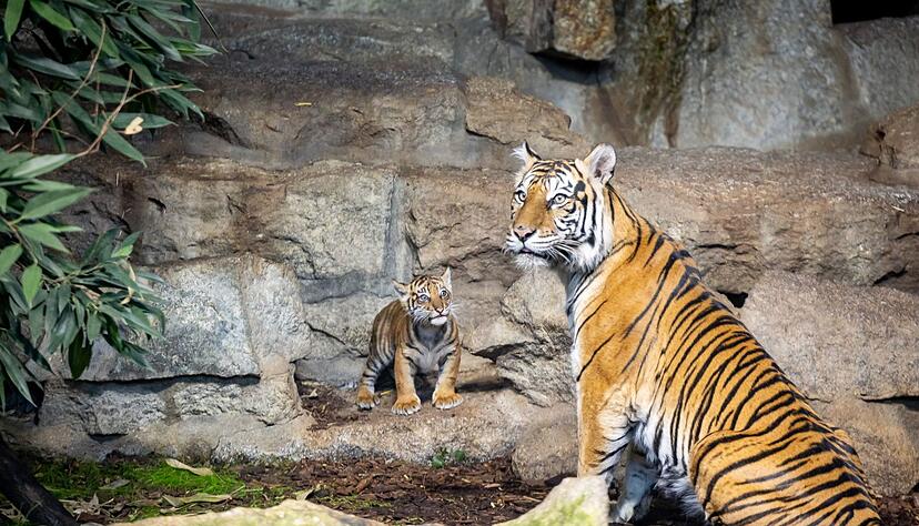 Noch hat das Jungtier keinen Namen.