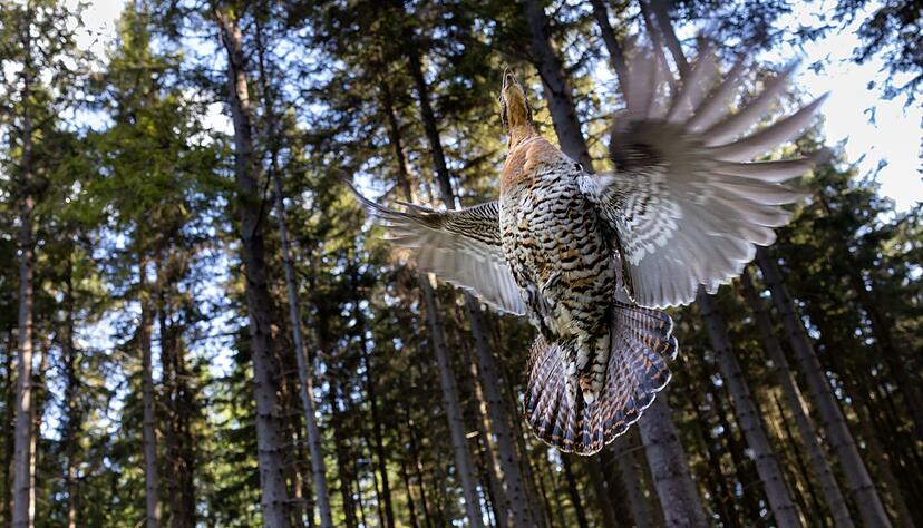 Auerwild gilt als vom Aussterben bedroht.(Archiv) Auerwild gilt als vom Aussterben bedroht.(Archiv)