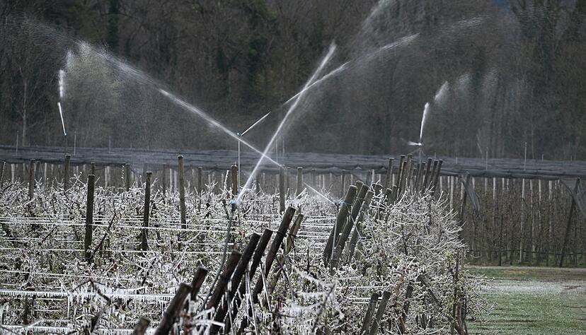 Eis umh&uuml;llt die Bl&uuml;ten in einer Obstplantage.