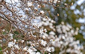 Klare Frühlingsboten: blühende Magnolien in der Steinstraße.
