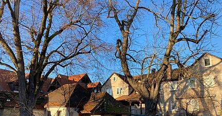 War für Neckarsulmer über Jahrzehnte ein beliebter Treffpunkt: Der Biergarten ist aber mittlerweile genauso Geschichte wie das Traditionslokal Hitzfelder.
Foto: Simon Gajer