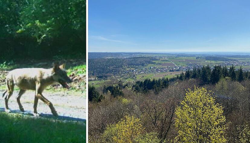 Esslingen liegt- anders als etwa der Odenwald rechts im Bild - nicht in einem Fördergebiet Wolfsprävention. Esslingen liegt- anders als etwa der Odenwald rechts im Bild - nicht in einem Fördergebiet Wolfsprävention.