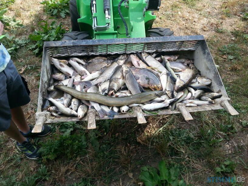 Fischsterben nach Großbrand | 24.08. Fischsterben nach Großbrand | 24.08.