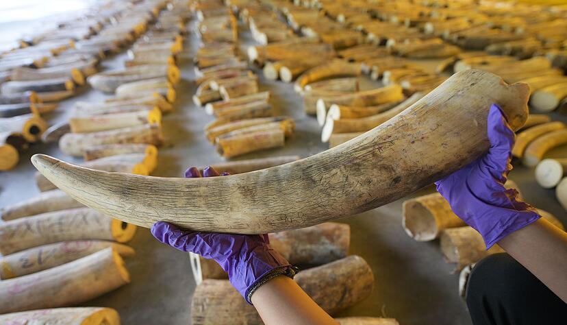 Der illegale Handel mit Elfenbein ist ein Riesengesch&auml;ft. (Archivbild)