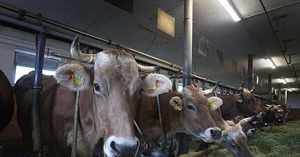 Rund 51.000 Milchviehbetriebe gibt es nach Angaben des Milchindustrie-Verbands in Deutschland. Rund 51.000 Milchviehbetriebe gibt es nach Angaben des Milchindustrie-Verbands in Deutschland.