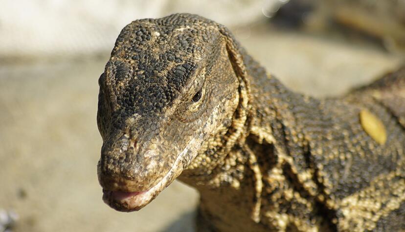 Bindenwarane bev&ouml;lkern die Erde sei Millionen von Jahren.