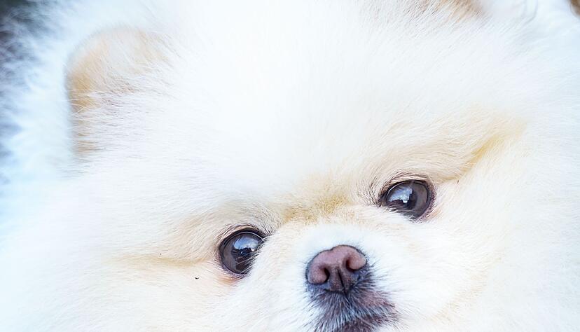 Die Beauftragte r&auml;t vom Hundekauf im Internet ab. (Archivbild)