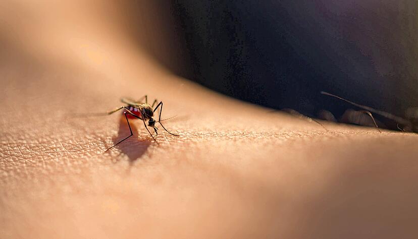 Das Resultat eines M&uuml;ckenstichs ist zumeist lokales Jucken. Es gibt sehr unterschiedliche Tipps zur Linderung.