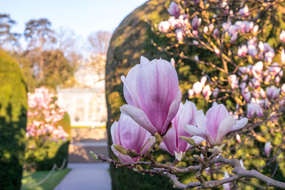 Die Magnolien in der Wilhelma Stuttgart zeigen sich im März in voller Blüte und prägen das Bild des Gartens. Die Magnolien in der Wilhelma Stuttgart zeigen sich im März in voller Blüte und prägen das Bild des Gartens.