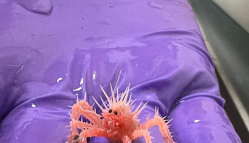 Die Baby-K&ouml;nigskrabbe wurde von einem Forschungsteam versehentlich im Golf von Mexiko eingefangen.(Handout)