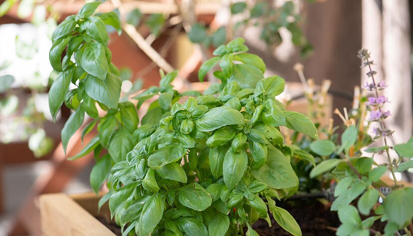 Basilikum wächst gut neben Petersilie, Rosmarin oder Oregano – mit Dill oder Salbei verträgt er sich weniger. Basilikum wächst gut neben Petersilie, Rosmarin oder Oregano – mit Dill oder Salbei verträgt er sich weniger.