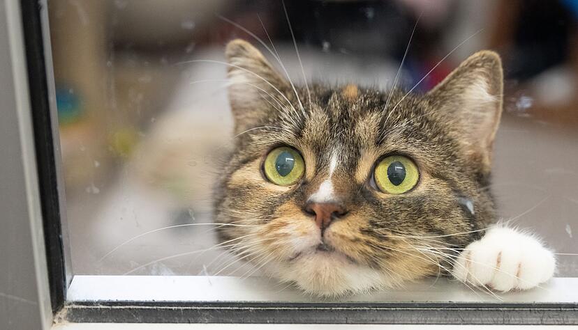 Urteil: Es ist Tierqu&auml;lerei, Tiere f&uuml;r intime Handlungen zu missbrauchen.